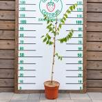 Brestovec južný (Celtis australis) - výška 100-130 cm, kont. C5L